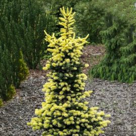 Ель Майголд колючая