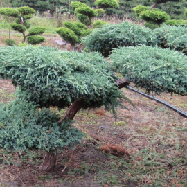 Можжевельник Блю Альпс китайский