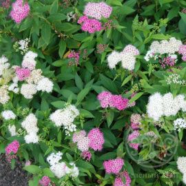 Спирея Генпей японская