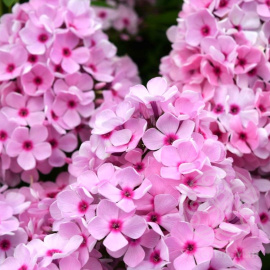 Флокс Бисер метельчатый