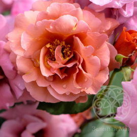 Роза Эспрессо чайно-гибридная