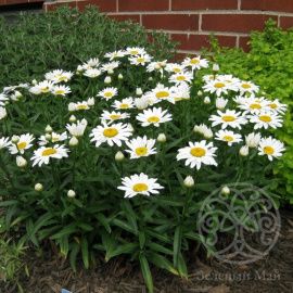 Нивяник Аляска наибольший