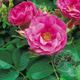 Роза Вайлд Эдрик английская