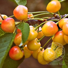 Черешня Янтарная