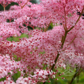 Лабазник Венуста красный