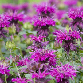 Монарда Baby Spice