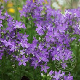 Колокольчик Причардз Вэраети молочноцветковый