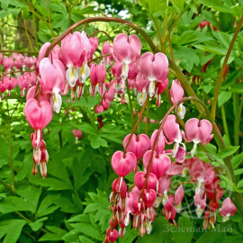 Дицентра великолепная