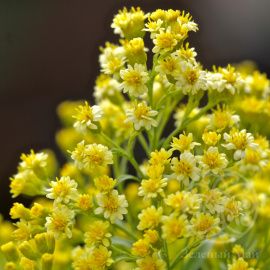 Солидастер Леморе желтый