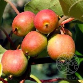 Актинидия Женева двудомный сорт