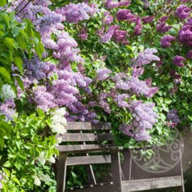 Сирень микс