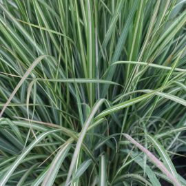 Вейник Аваланш остроцветковый