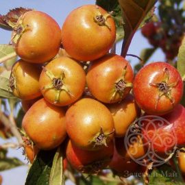 Боярышник Людмил точечный