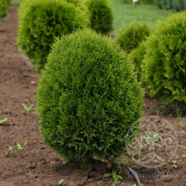 Туя Литл Гиант западная