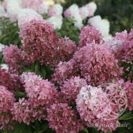 Гортензия Тач Оф Пинк метельчатая